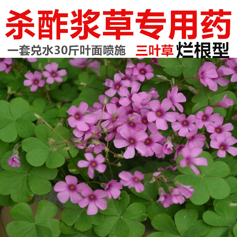 利尔作物专杀酢浆草三叶草红花酢浆草酸浆草幸运草四叶草除草剂专用