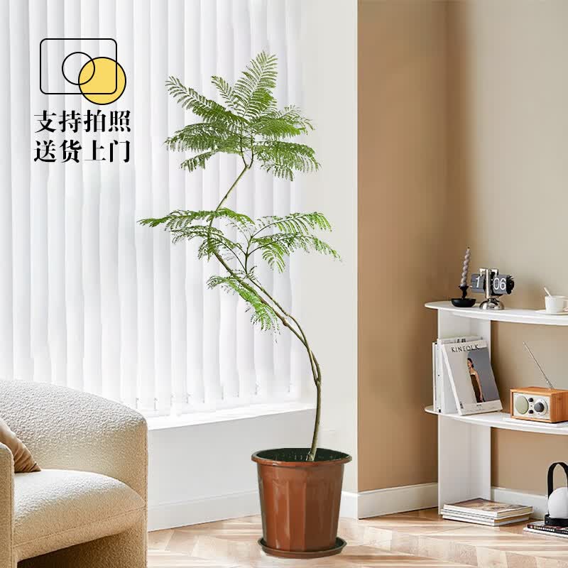 花兮绘 蓝花楹大型绿植工作室直播网红盆栽 蓝花楹高150-160cm含胶盆使用感如何?