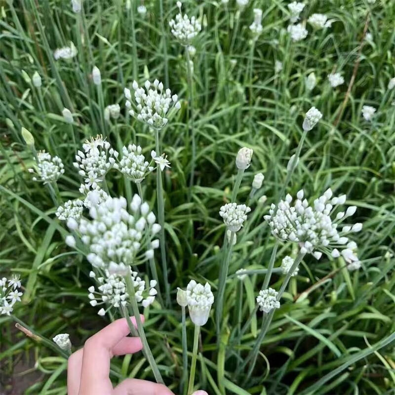 26年头茬韭菜花新鲜蔬菜现摘现发冰鲜到家韭花新鲜韭菜花韭花花菜 2斤