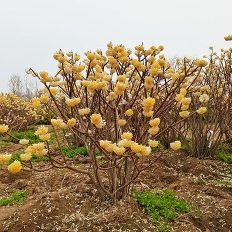 凝慧结香花苗梦花树苗金腰带打结花梦冬花冬季开花浓香花卉绿化苗 结香花 6年苗