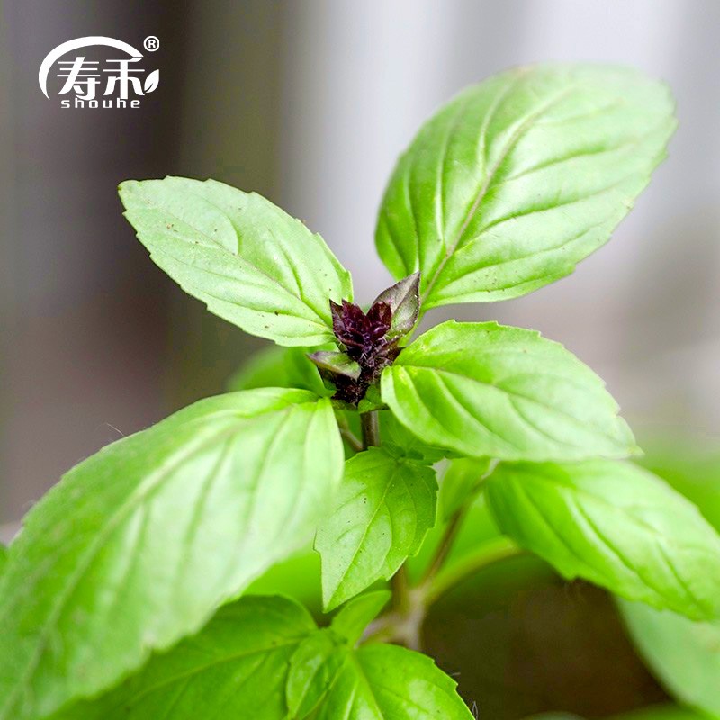 盆栽香草植物迷迭香百里香甜罗勒九层塔阳台种植盆栽苗 九层塔幼苗 10