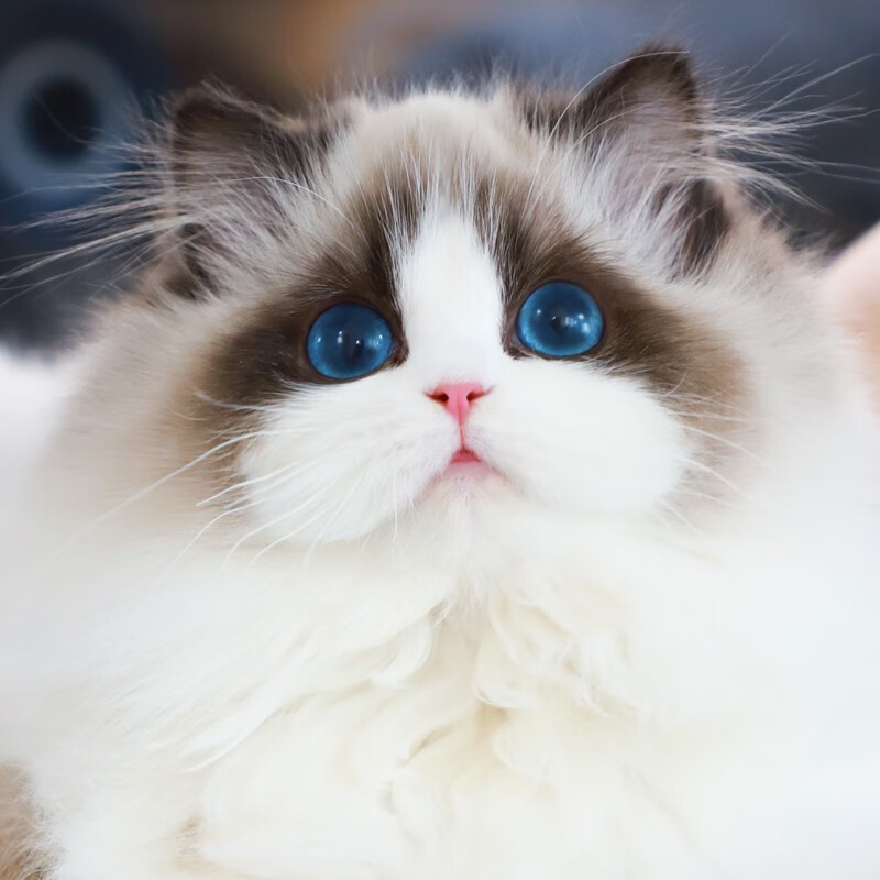 诗桐【纯种】布偶猫仙女猫海双蓝双山双长毛猫蓝眼睛小猫咪幼崽猫活体 【宠物级】联系客服选宠下单高性价比高么？