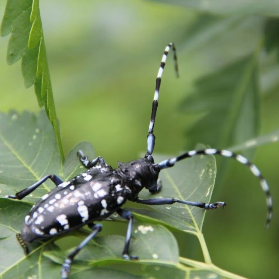 天牛活虫甲虫天牛爬行小易养活昆虫中华大扁锹 3厘米-4厘米 冰袋