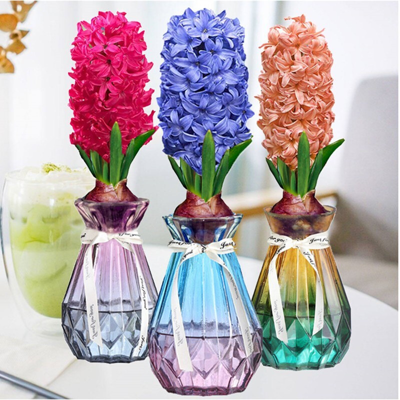 风信子 相关京东优惠商品 价格图片品牌优惠券 虎窝购