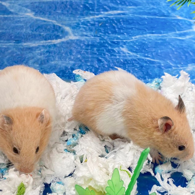 鼠幼 相关京东优惠商品排行榜 4 价格图片品牌优惠券 虎窝购