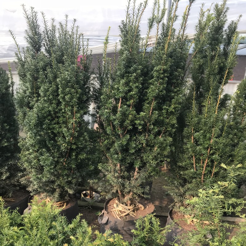 公母带果盆景庭院别墅室内外大型绿植 曼地亚红豆杉20年【别墅庭院】