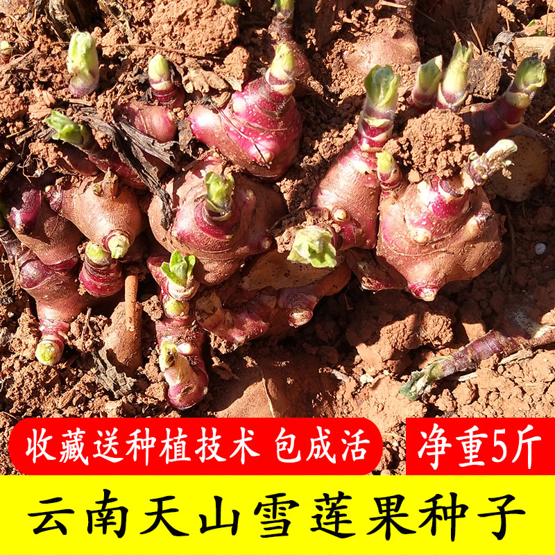 5斤 现挖多芽雪莲果种植苗