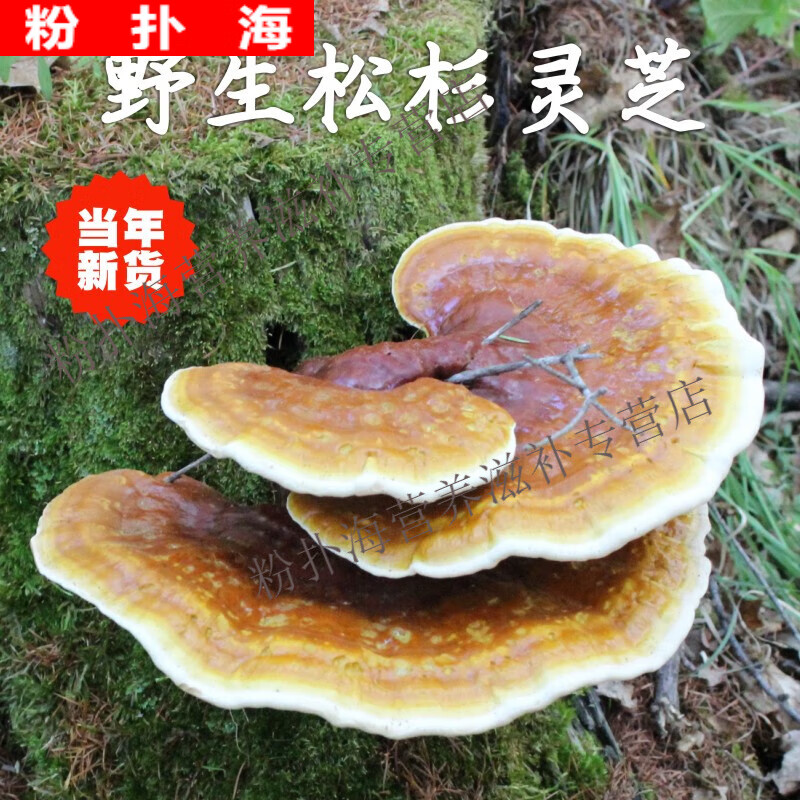 东北野生松杉灵芝250g天然灵芝可切片打粉长白山有柄白心赤芝