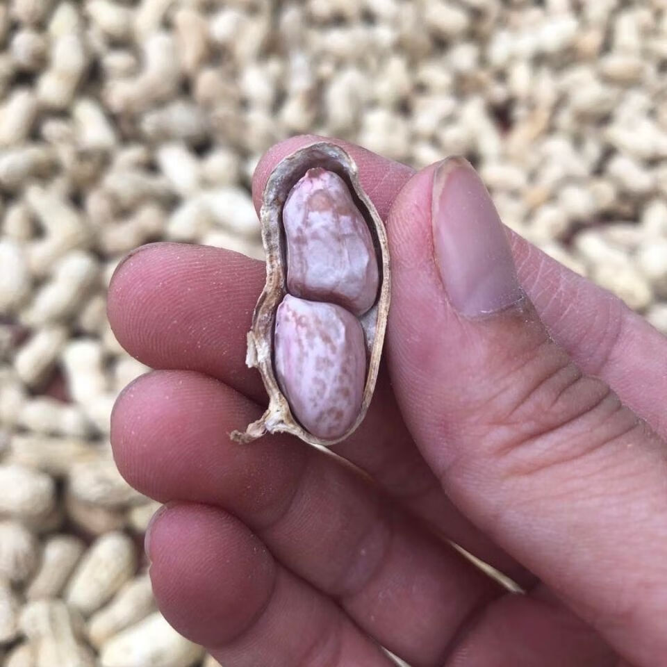 腾达莆田平海本地白晒水煮花生水煮日晒花生 水煮日晒3斤