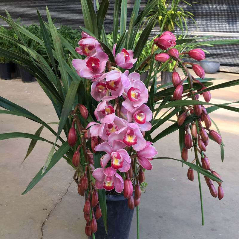 花蕙兰盆栽带花苞室内客厅庭院大型绿植花卉小神童红袍建兰花苗 福娘
