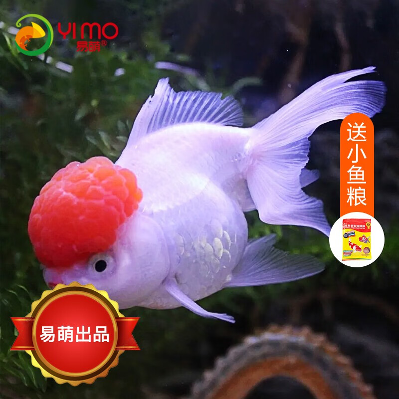 易萌 丹顶鱼活体小金鱼活鱼观赏鱼鸿运当头淡水鱼宠物招财鱼冷水鱼