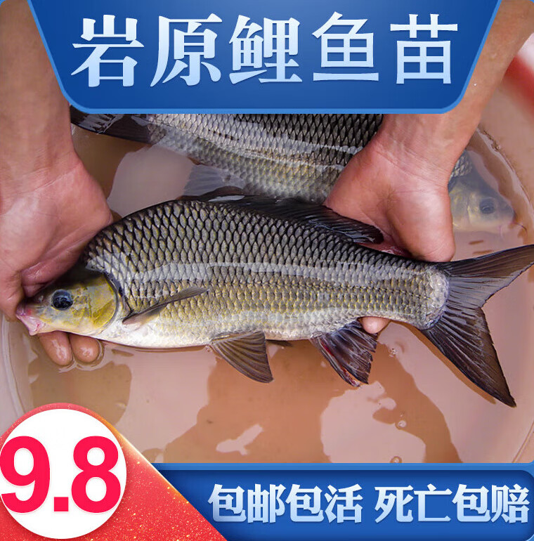 采缇(caiti)岩鲤岩原鲤黑鲤鱼墨鲤原生鱼稀有鱼食用观赏淡水养 岩原鲤