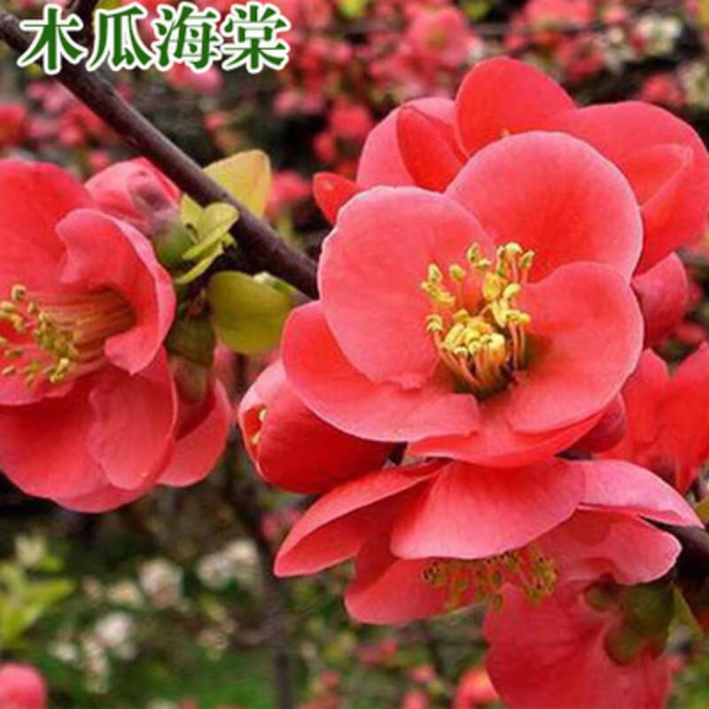 西府海棠花苗盆栽四季开花大苗庭院地栽海棠树苗 木瓜海棠 60-80cm高