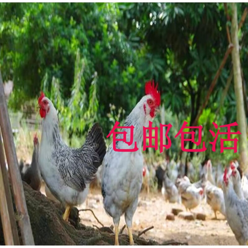 半斤脱温白芦花鸡活苗纯种汶上芦花鸡苗鹊山鸡柴鸡小鸡稻花鸡活体
