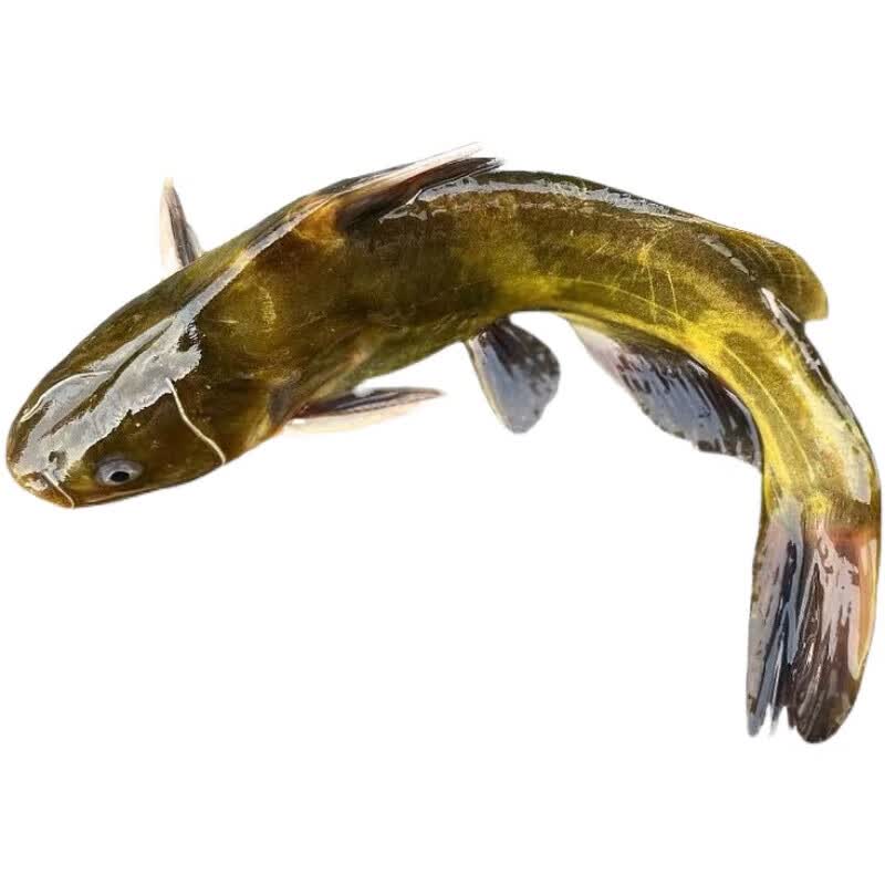 果亦橙黄骨鱼新鲜安峰山黄辣丁黄颡鱼炖汤滋补昂刺鱼黄刺鱼鲜活 1斤装