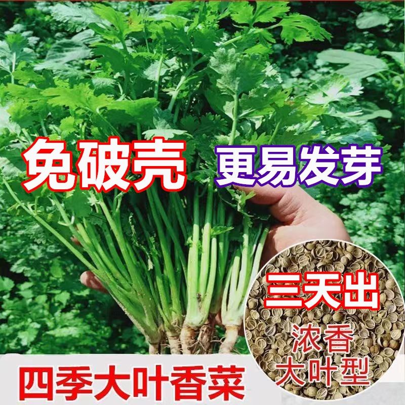 博卉【免破殼】耐寒四季速生香菜種子三天出大葉芫荽種籽農(nóng)家陽 【免破殼】三天生香菜種子(更易 原廠包裝新種【4280?！?包