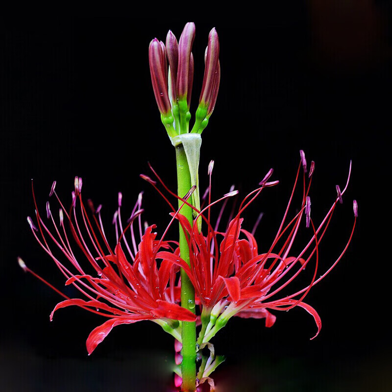 花e流彼岸花种子多色彼岸花种球石蒜种球曼珠沙华种子曼陀 相思