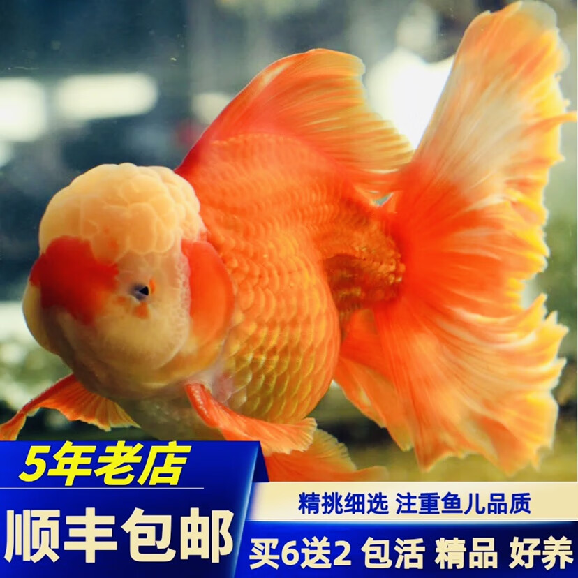 进口百褶泰狮金鱼精品活鱼f1红白五花黑百褶尾麒麟泰师鱼观赏 4-5cm百