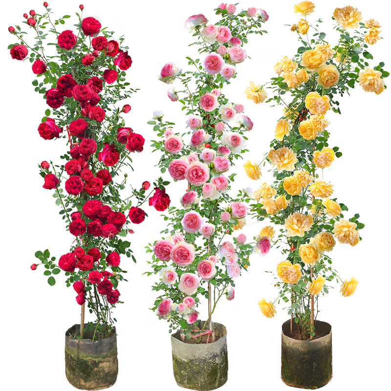 花卉历史价格走势|花卉价格走势