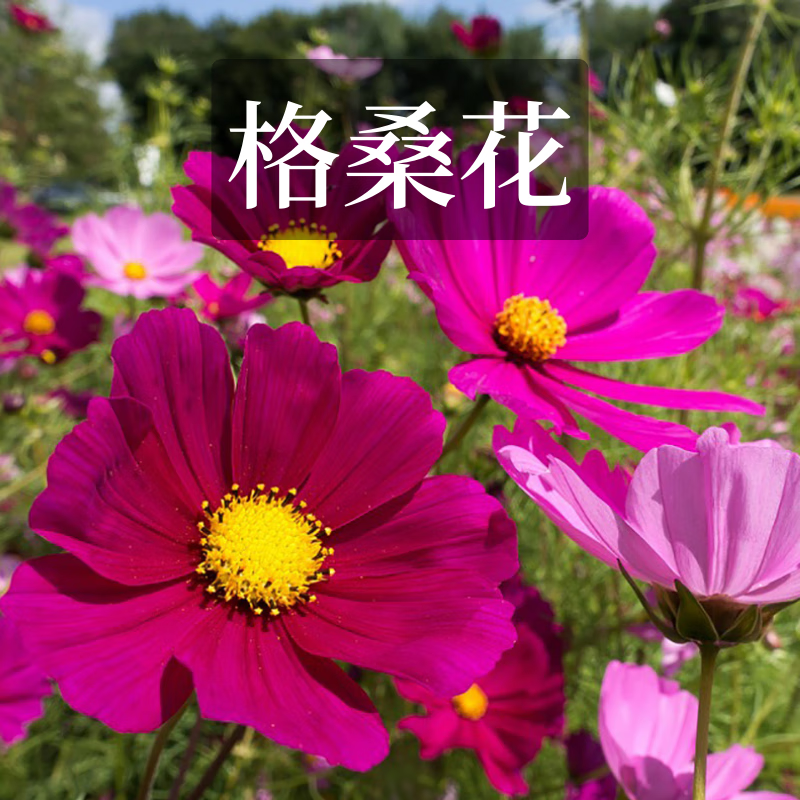 季好养易活野花组合多年生草籽室内外阳台盆栽庭院 高杆格桑花500g