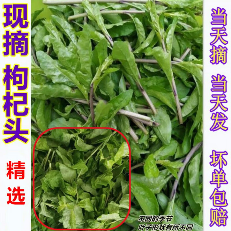 颜曼箐南通现摘枸杞头新鲜枸杞芽尖枸杞叶菜头 500g