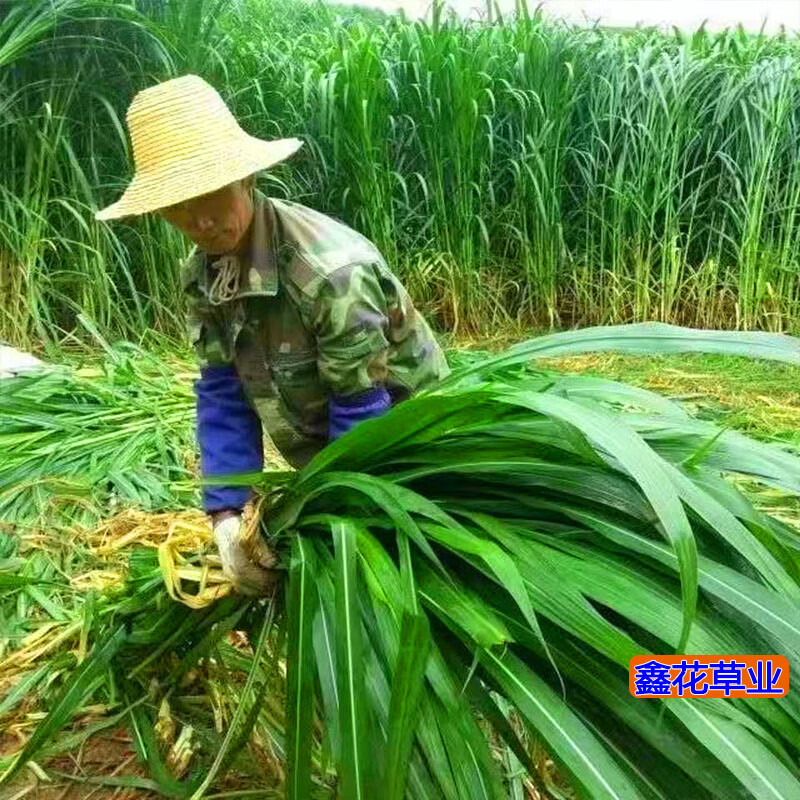 高丹王草种子四季养牛羊鹅猪兔喂鱼草种再生大力士甜高粱牧草种子 饲用甜高粱种子1斤【收割再生】