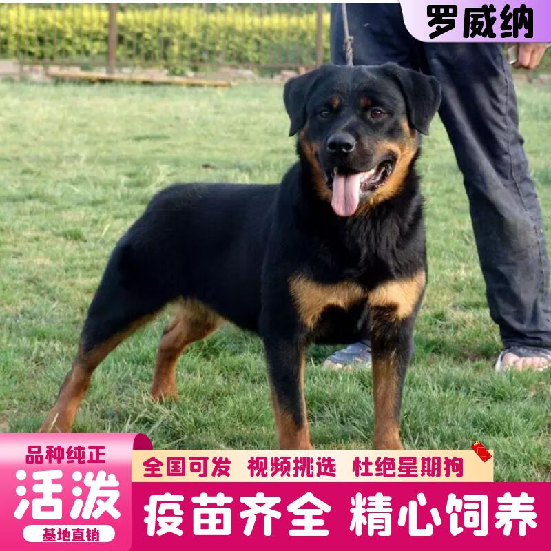 迈乐佳(maleejia)【视频选 终身辅导喂养】纯种罗威纳活体 罗威纳幼犬