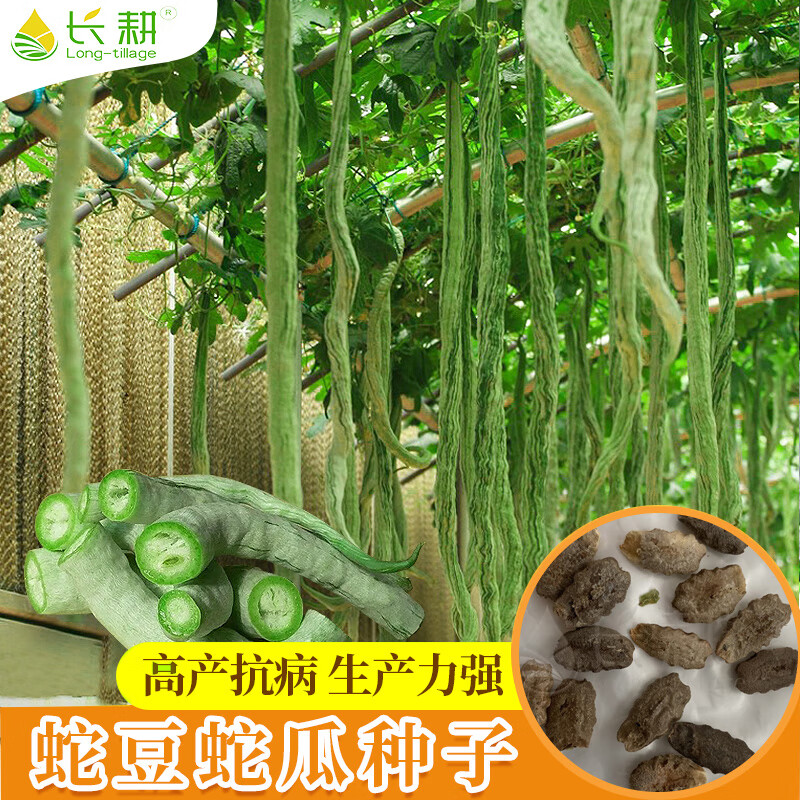 长耕 蛇豆种子特长蛇瓜种籽春夏秋四季播抗病盆栽观赏可食用蔬菜种子