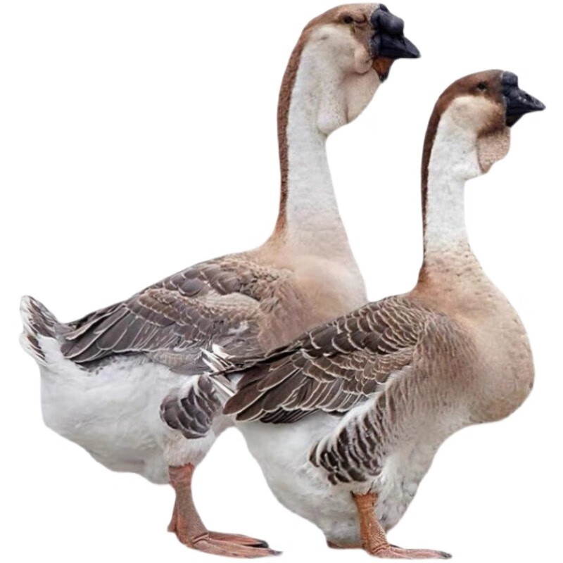 一斤脱温狮头鹅苗特大纯种正宗狮子头鹅一个月小鹅苗(4只起发)