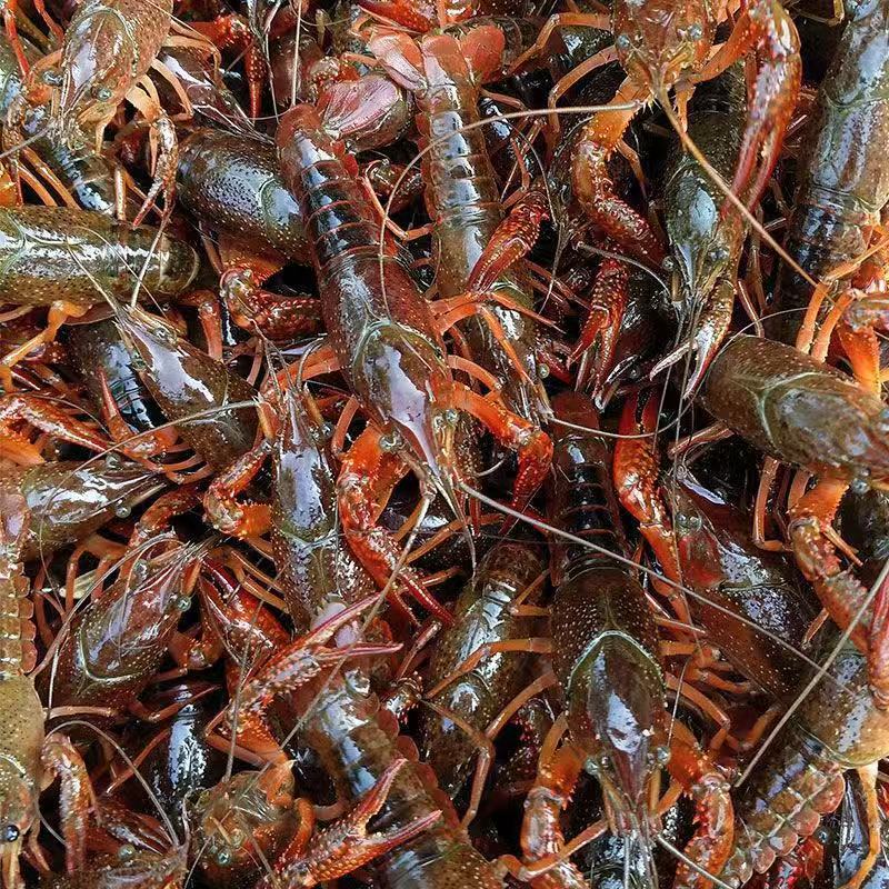 5斤789钱小龙虾鲜活特大清水龙虾稻田虾新鲜湖虾淡水活虾水产海鲜