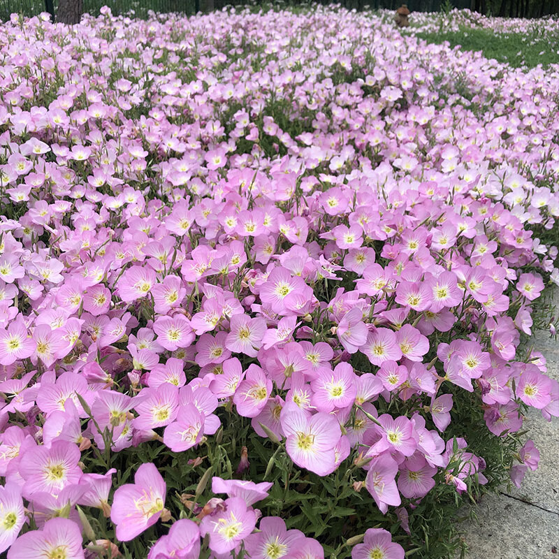 美丽月见草种子花种籽子四季播种开花多年生耐寒庭院室外阳台花籽