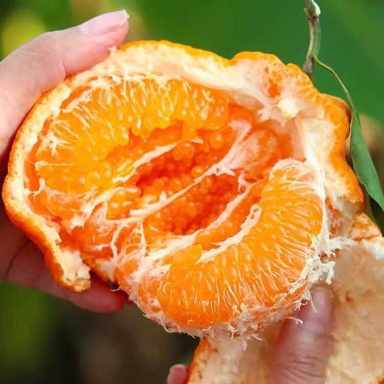 金百粟四川春见耙耙柑 当季新鲜水果粑粑柑生鲜丑桔橘子现摘整箱 净重4.5斤【80mm+】果农精选送礼