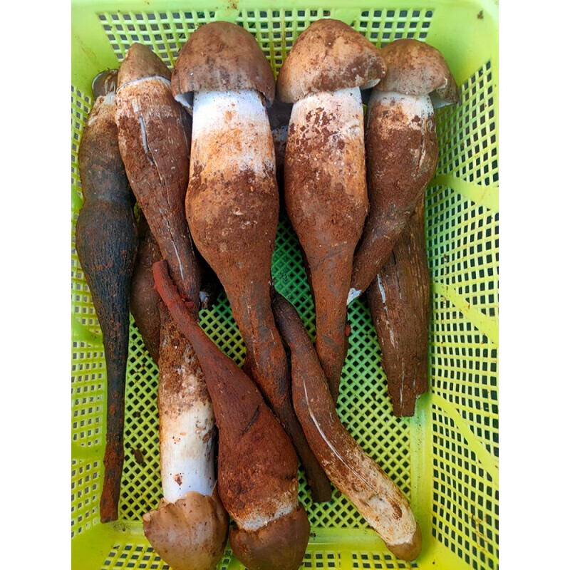 味巴哥鸡枞菌新鲜500g鸡纵云南菌新鲜斗鸡菇鸡棕三塔菇 新鲜鸡枞菌