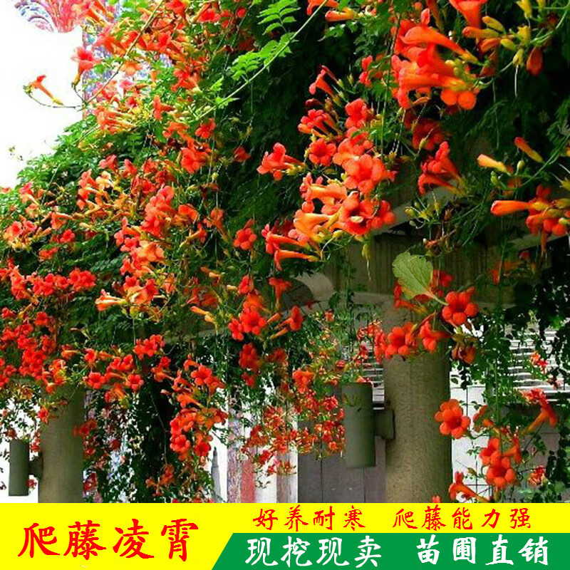 绿达凌霄花苗庭院爬藤植物凌霄苗老桩大盆栽绿化攀爬紫藤苗凌霄花树苗 凌霄苗(6年苗)备注品种+肥