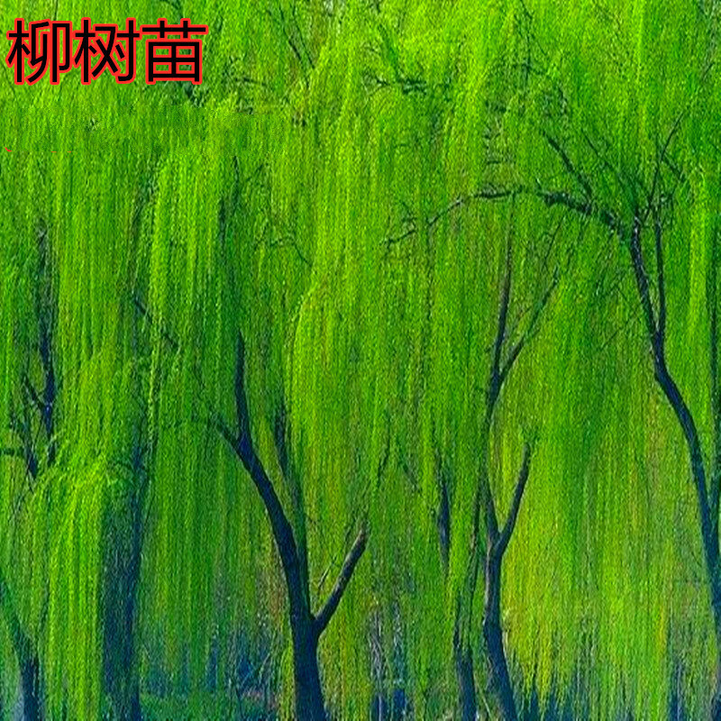 春飞绿垂柳柳树苗垂杨柳树苗垂柳苗垂柳树苗柳树小苗绿化行道风景树苗
