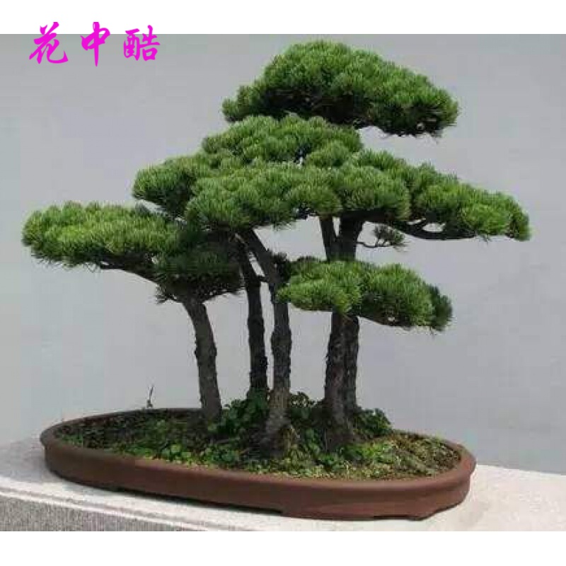 花中酷 迎客松黄山松盆景松 假山松造景松树常绿植物松籽 蓬莱松种子