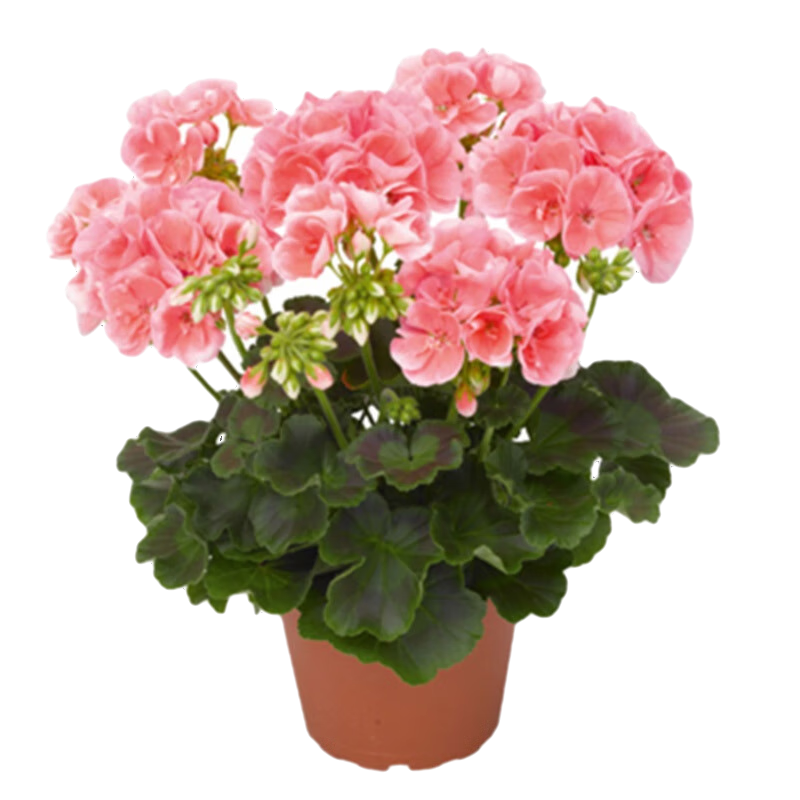 �����ÿ����� �ذ����ÿ����� ��̨ͥԺ�������Ի��������� ��ɫ ������ 22.92Ԫ��3��(��7.64Ԫ/��)