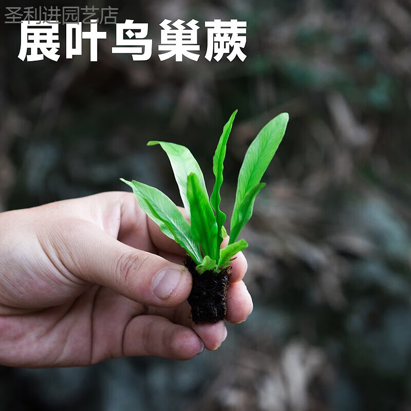 儱佩蕨类微景观水陆雨林缸假山造景绿植生态瓶diy材料耐阴湿观叶植物