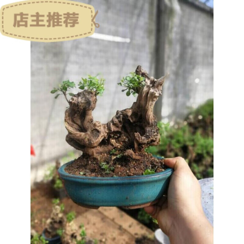 黄荆桩老桩黄荆盆景熟桩树桩根雕舍利黄荆室内绿植办公室盆栽庭院盆景