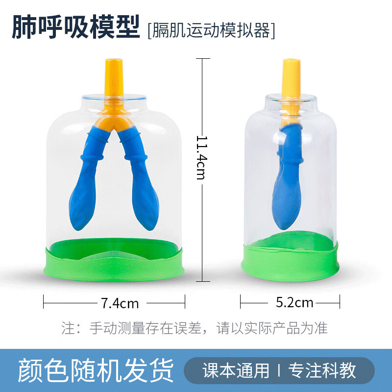 洧洧肺吸气模型肺呼吸运动模型肺呼吸模拟器膈肌运动模型人体肺气体