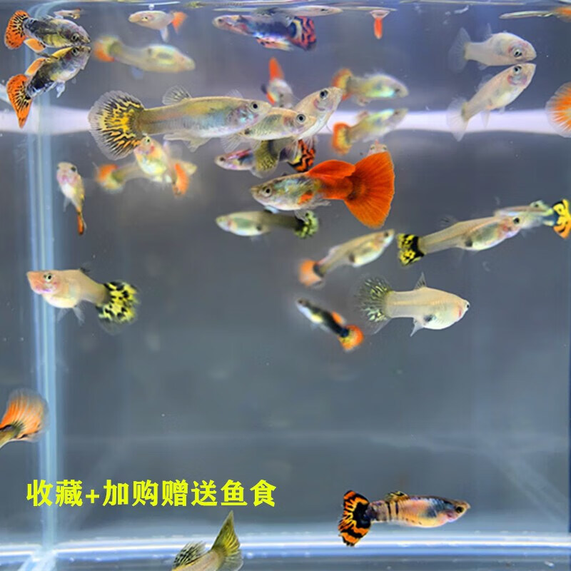 小型淡水凤尾鱼胎生鱼耐活小鱼灯科活体斑马鱼 杂袍孔雀15条 5条备损