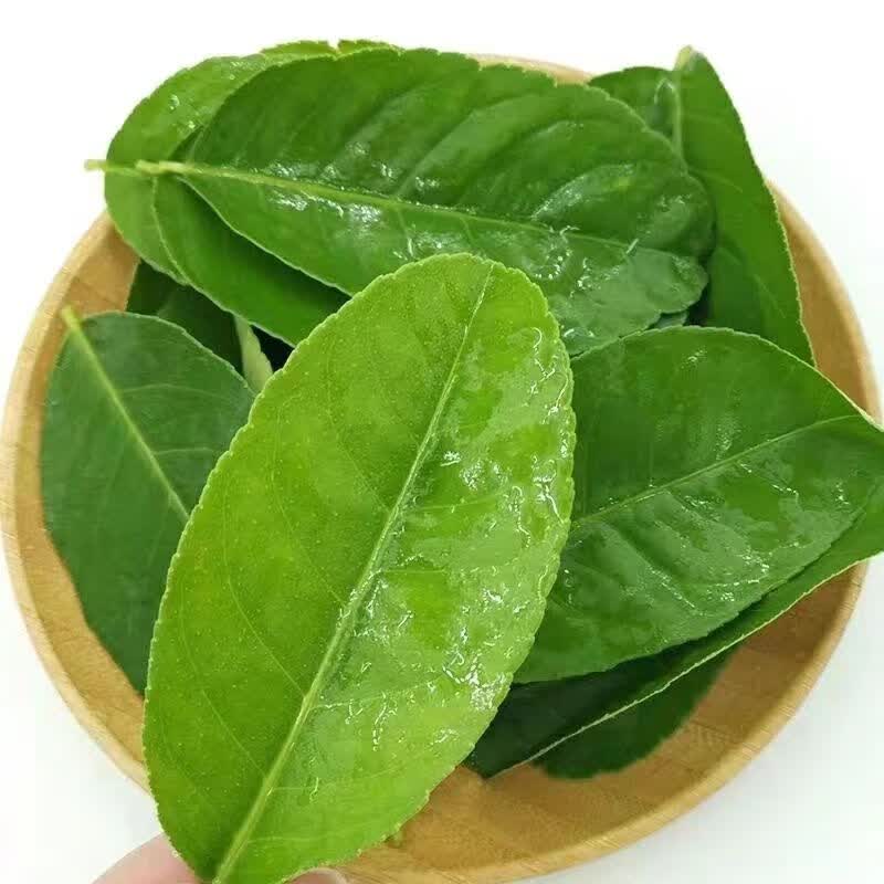 新鲜现摘正宗香水柠檬叶鱼生冬阴功西餐厅配料烹饪香料南亚调料 纯叶