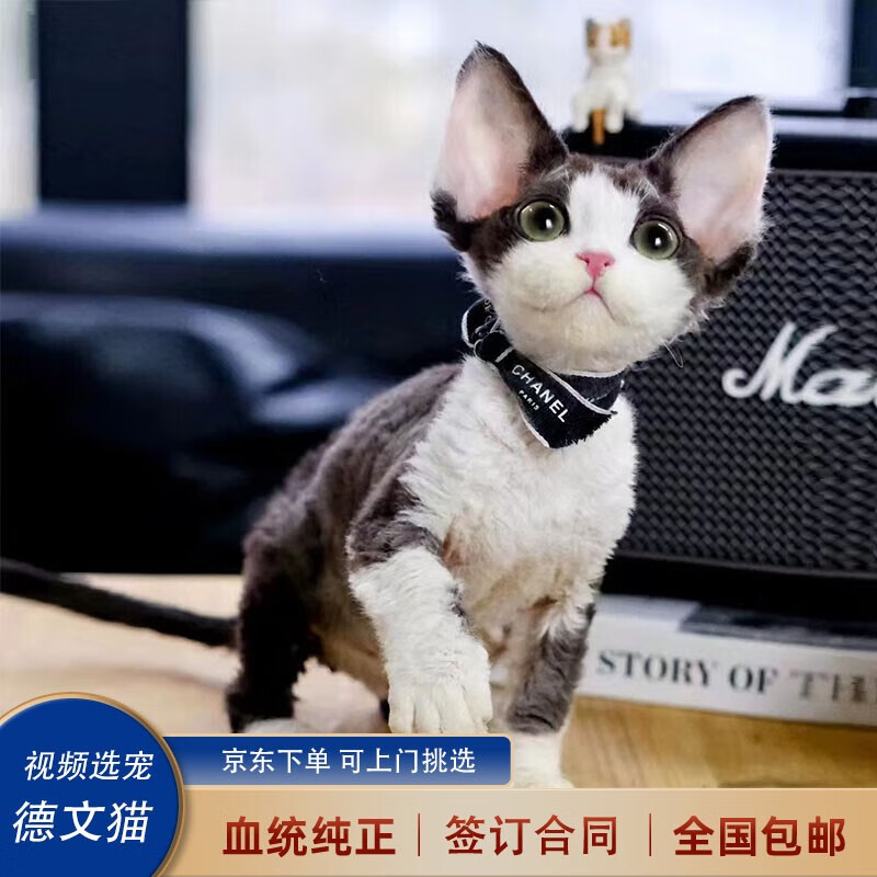 喵然心动 德文卷毛猫宠物猫咪活体幼猫幼崽国王猫不掉毛智商高 宠物级 黑白德文卷毛猫使用感如何?