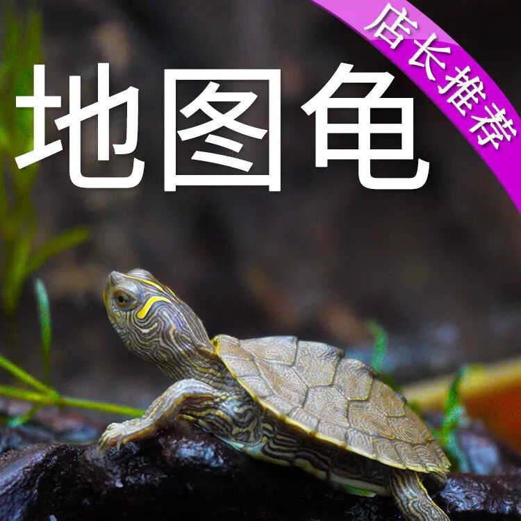 地图龟活体深水龟观赏小乌龟活体小宠物密西西比地图龟黑瘤地图龟 6/7