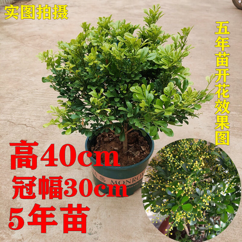 迈乐佳(maleejia)米兰花盆栽浓香型阳台开花绿植四季芳香植物室内发货