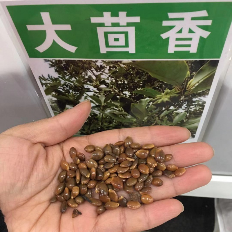 花姬农家大料八角种子 大茴香籽球茎茴香孜然籽千里香