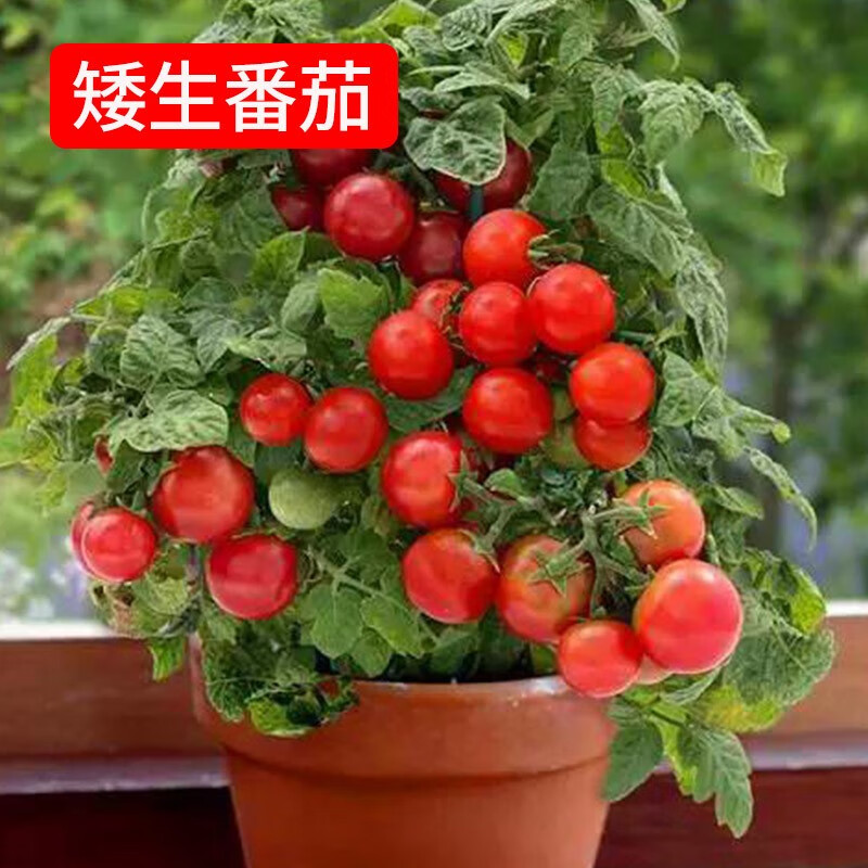 四季小番茄种子千禧圣女果樱桃西红柿种籽庭院盆栽春季果蔬菜种子 矮生盆栽小番茄种子30粒 红  单品