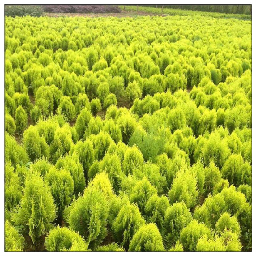 宇檬哲洒金柏树苗 彩色树种四季常青树庭院植物花卉园林绿化苗木 洒金