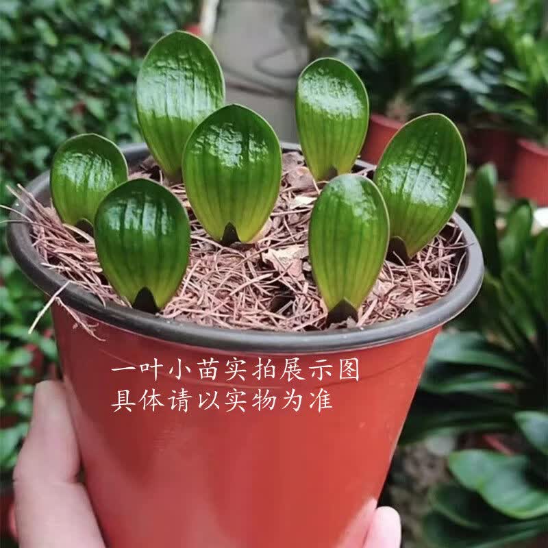卉双长春精品君子兰狮子头珍珠麻脸钢板宽短叶坑纹圆头室内盆栽绿植物