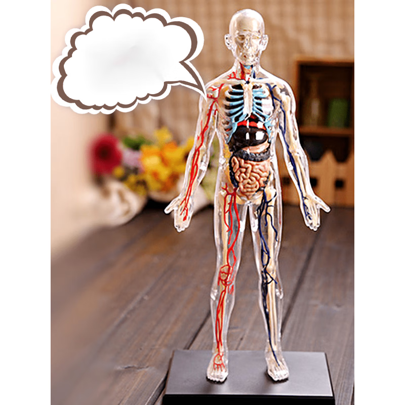人体器官结构解剖模型 全身体结构人体模型医学骨骼骨架内脏人体器官